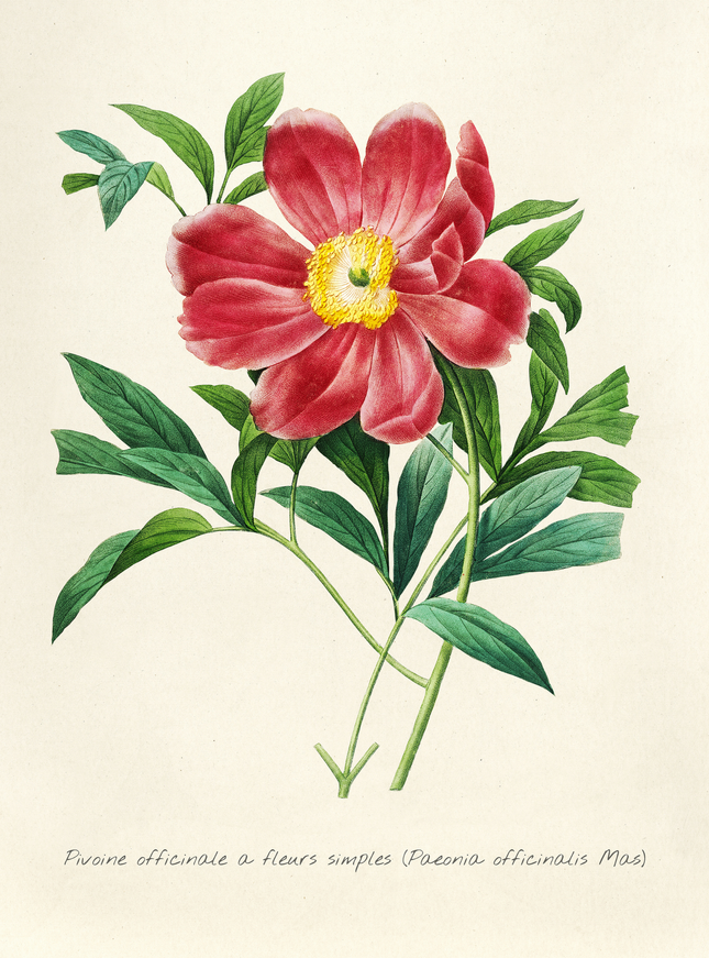 Vintage Peony Botanical Art Print | Paeonia Officinalis