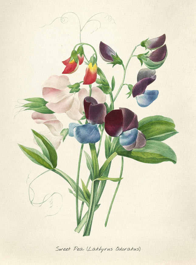 Sweet Pea Botanical Print - Vintage Flower Illustration