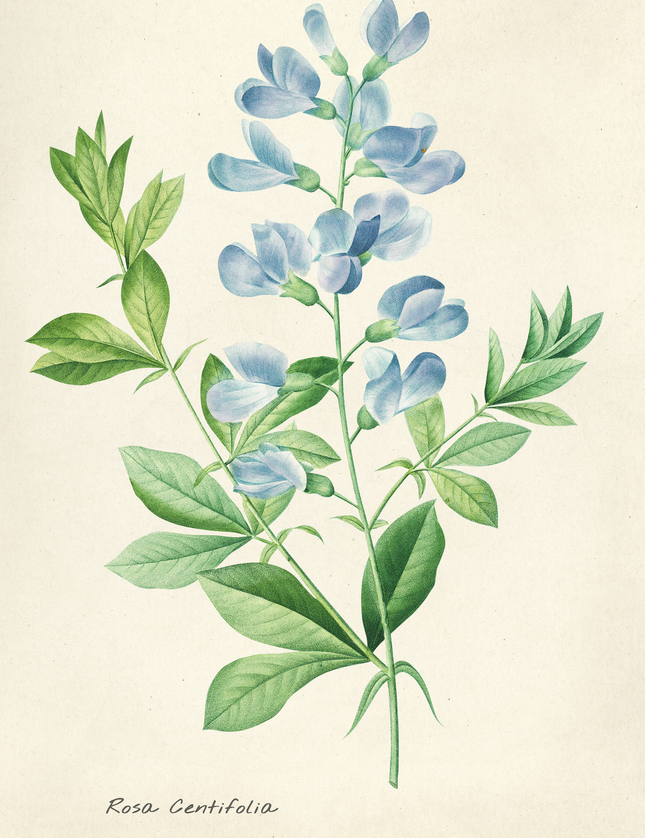 Rosa Centifolia Botanical Watercolor Poster