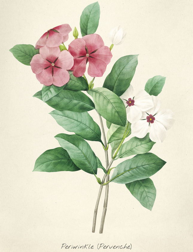 Periwinkle Botanical Art Print - Vintage Flower Illustration