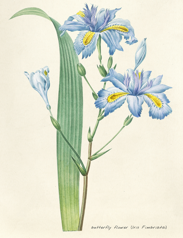 Butterfly Flower Iris Botanical Illustration Poster