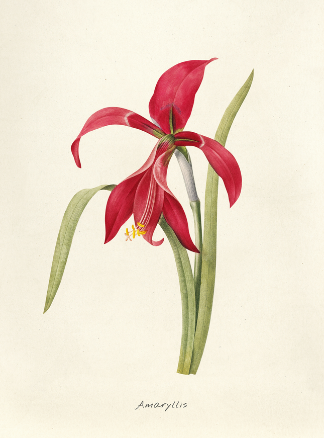 Red Amaryllis Botanical Art Print | Vintage Flower Poster