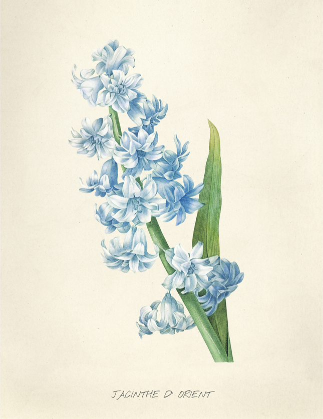 Jacinthe d'Orient Hyacinth Botanical Print