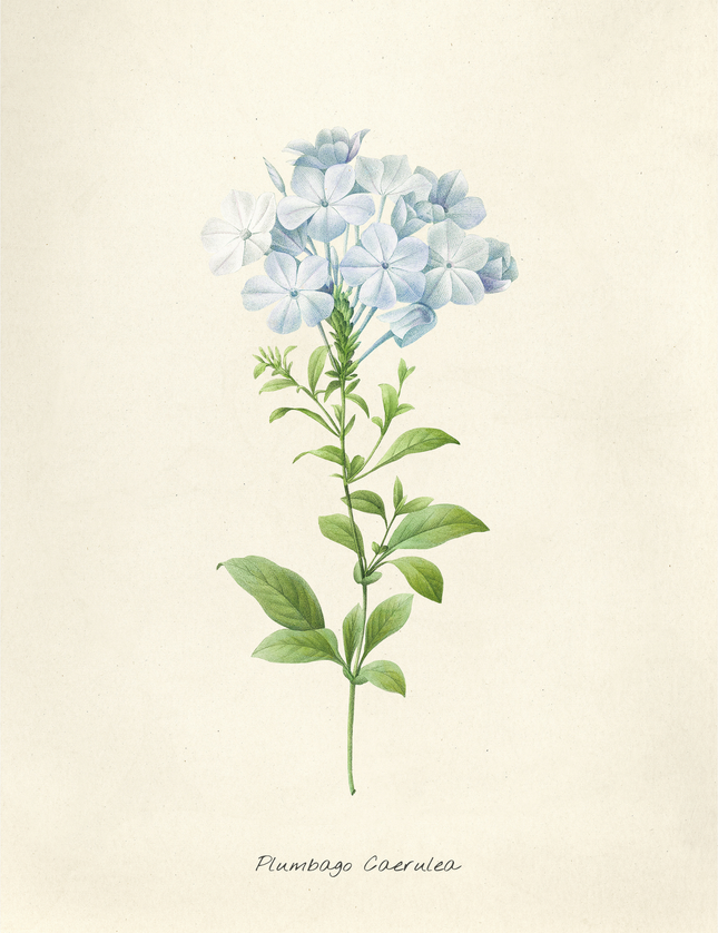 Plumbago Coerulea Botanical Poster - Vintage Floral Art Print
