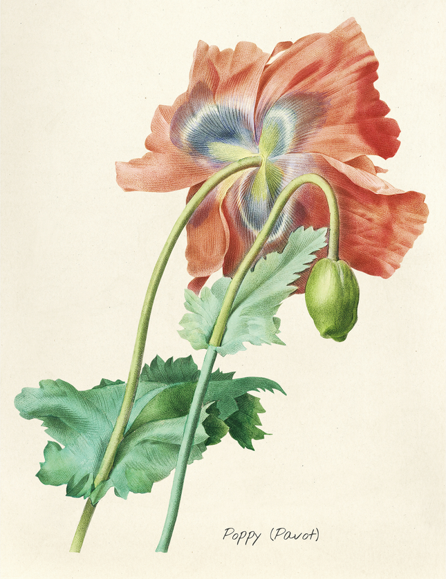 Vintage Poppy Botanical Illustration Print
