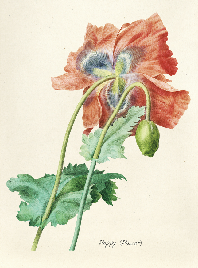 Vintage Poppy Botanical Illustration Print