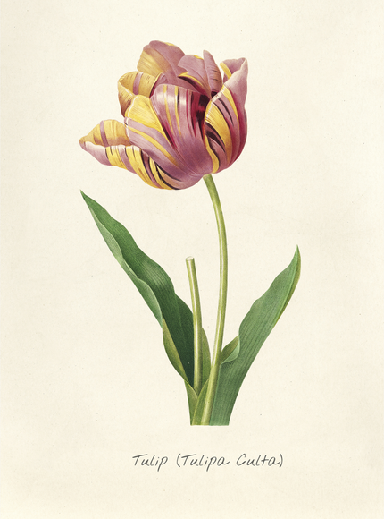 Vintage Tulip Botanical Print | Tulipa Culta Art Poster