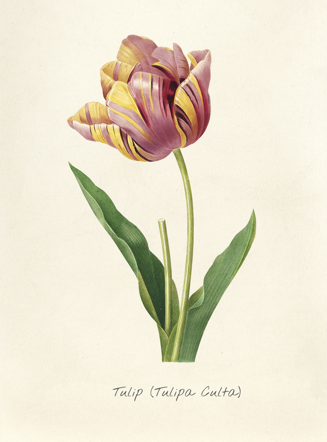 Vintage Tulip Botanical Print | Tulipa Culta Art Poster