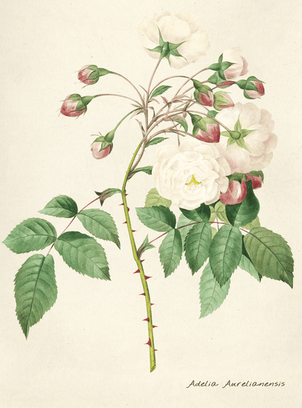 Adelia Aurelianensis Vintage Rose Botanical Print - Framzio