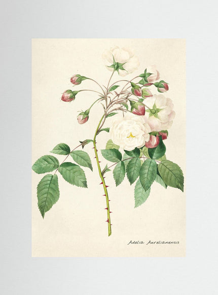 Adelia Aurelianensis Vintage Rose Botanical Print - Framzio