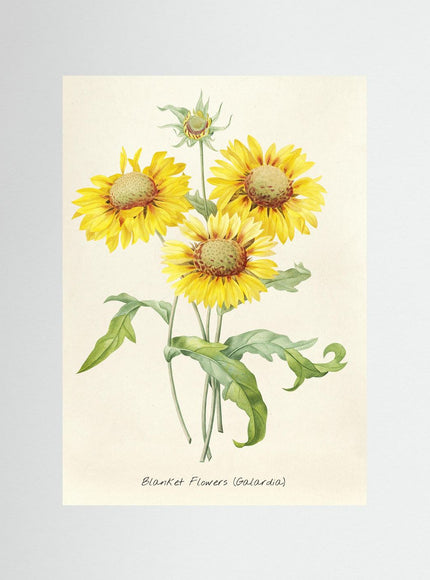 Blanket Flowers Botanical Poster - Vintage Gaillardia Print - Framzio