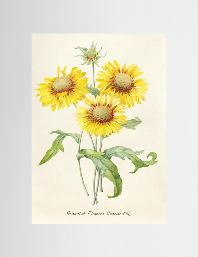 Blanket Flowers Botanical Poster - Vintage Gaillardia Print - Framzio