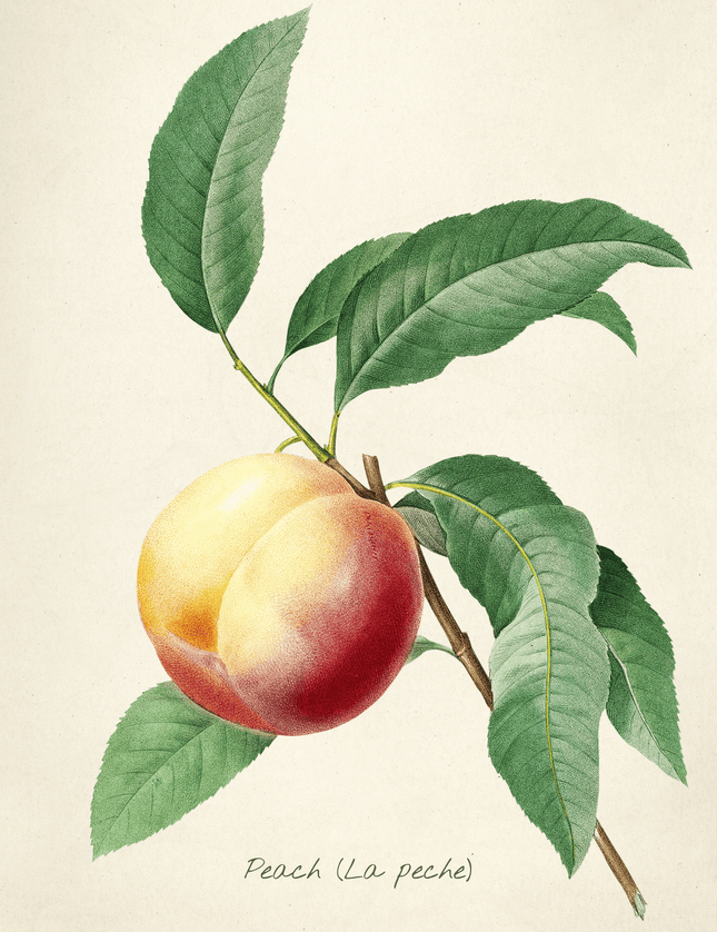 Botanical Peach Illustration Poster | Vintage Fruit Art Print - Framzio