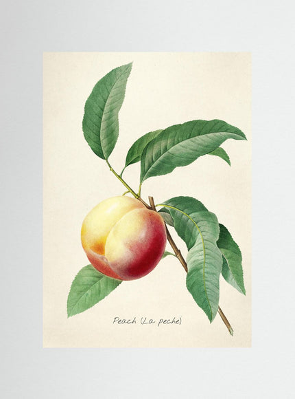 Botanical Peach Illustration Poster | Vintage Fruit Art Print - Framzio