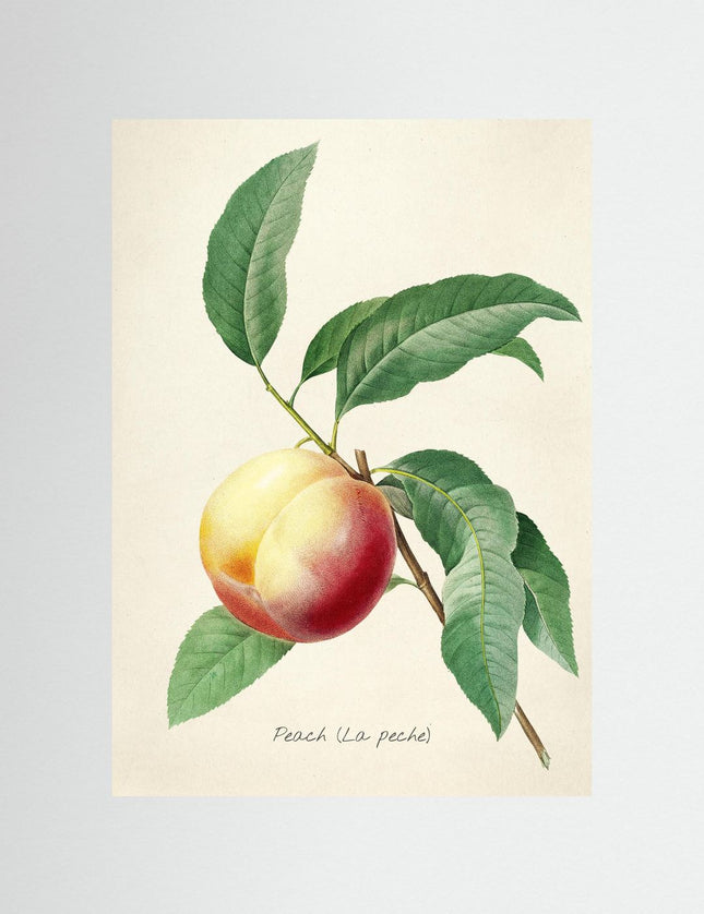 Botanical Peach Illustration Poster | Vintage Fruit Art Print - Framzio