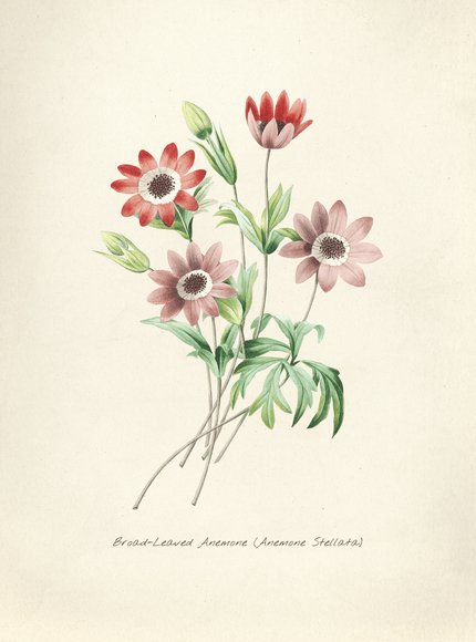Broad - Leaved Anemone Botanical Print - Framzio