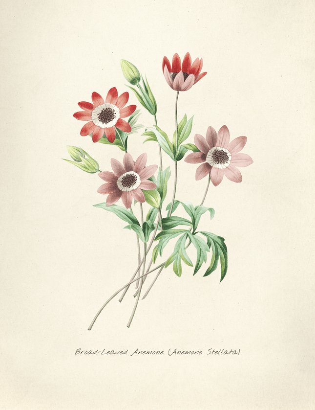 Broad - Leaved Anemone Botanical Print - Framzio