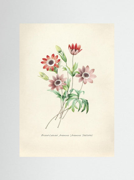 Broad - Leaved Anemone Botanical Print - Framzio