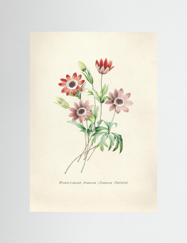 Broad - Leaved Anemone Botanical Print - Framzio