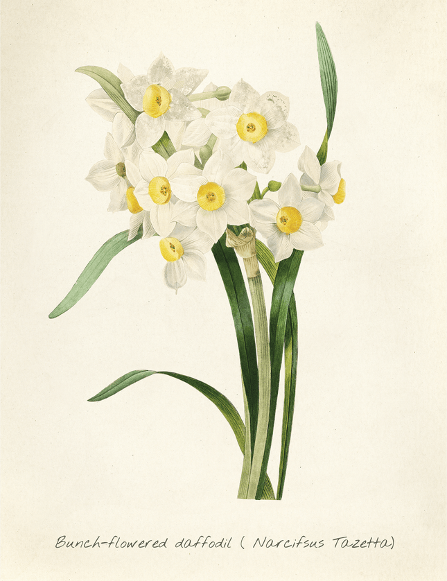 Bunch - Flowered Daffodil Botanical Print - Narcissus Tazetta - Framzio
