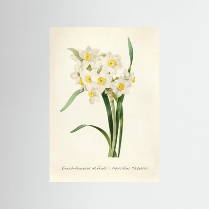 Bunch - Flowered Daffodil Botanical Print - Narcissus Tazetta - Framzio