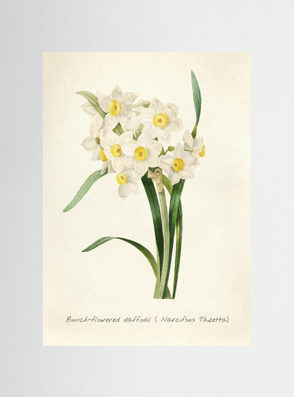 Bunch - Flowered Daffodil Botanical Print - Narcissus Tazetta - Framzio