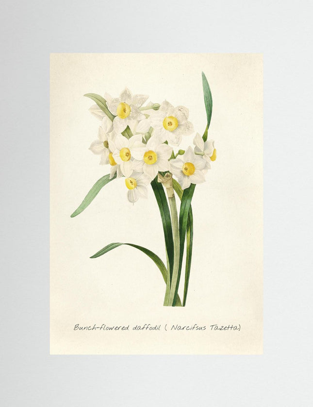 Bunch - Flowered Daffodil Botanical Print - Narcissus Tazetta - Framzio