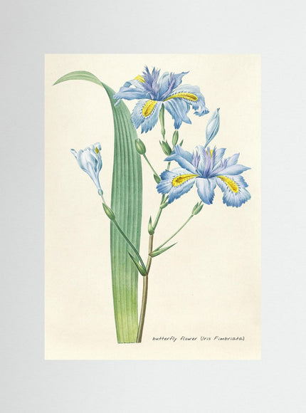 Butterfly Flower Iris Botanical Illustration Poster - Framzio