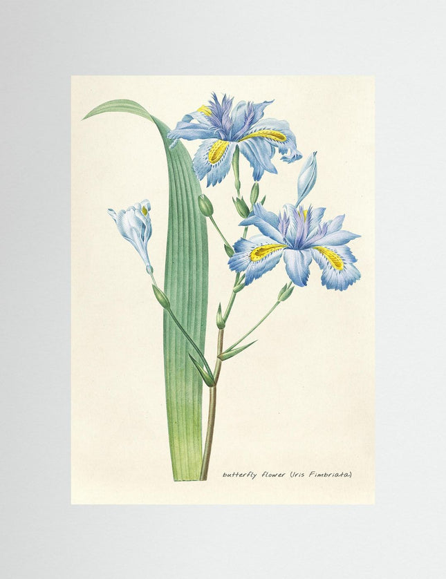 Butterfly Flower Iris Botanical Illustration Poster - Framzio