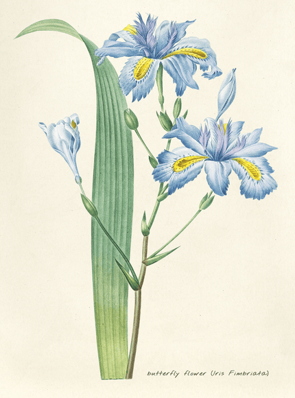 Butterfly Flower Iris Botanical Illustration Poster - Framzio