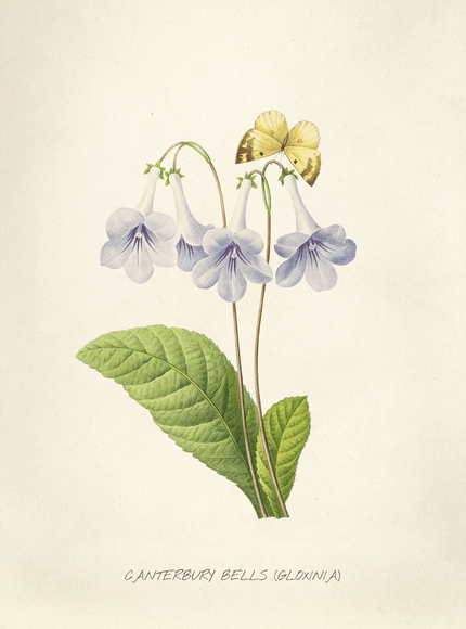 Canterbury Bells Botanical Print | Vintage Gloxinia Flower Poster - Framzio