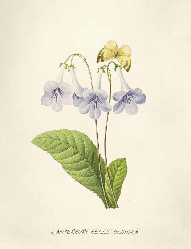 Canterbury Bells Botanical Print | Vintage Gloxinia Flower Poster - Framzio