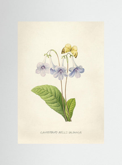 Canterbury Bells Botanical Print | Vintage Gloxinia Flower Poster - Framzio