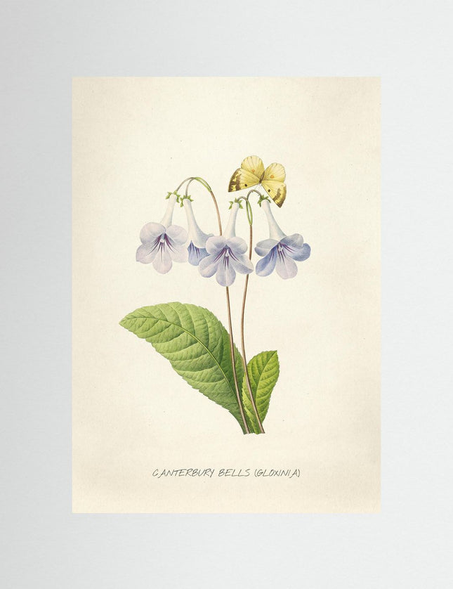 Canterbury Bells Botanical Print | Vintage Gloxinia Flower Poster - Framzio