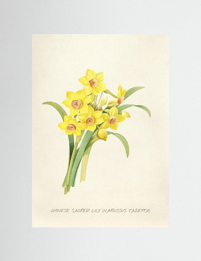 Chinese Sacred Lily Narcissus Botanical Vintage Art Print - Framzio