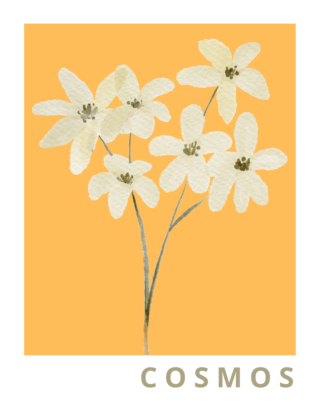 Cosmos Flower Illustration Poster - Warm Yellow Background - Framzio