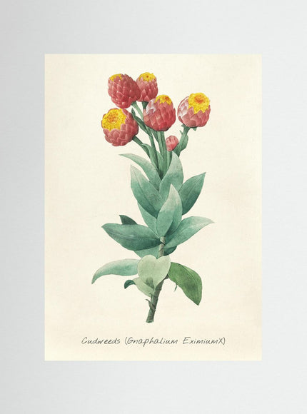 Cudweeds Botanical Art Print | Vintage Flower Illustration - Framzio