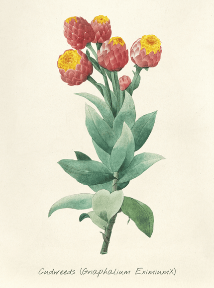 Cudweeds Botanical Art Print | Vintage Flower Illustration - Framzio