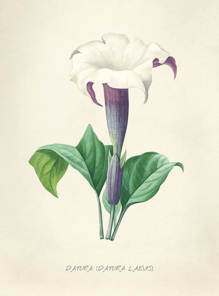 Datura Flower Botanical Illustration Vintage Art Print - Framzio