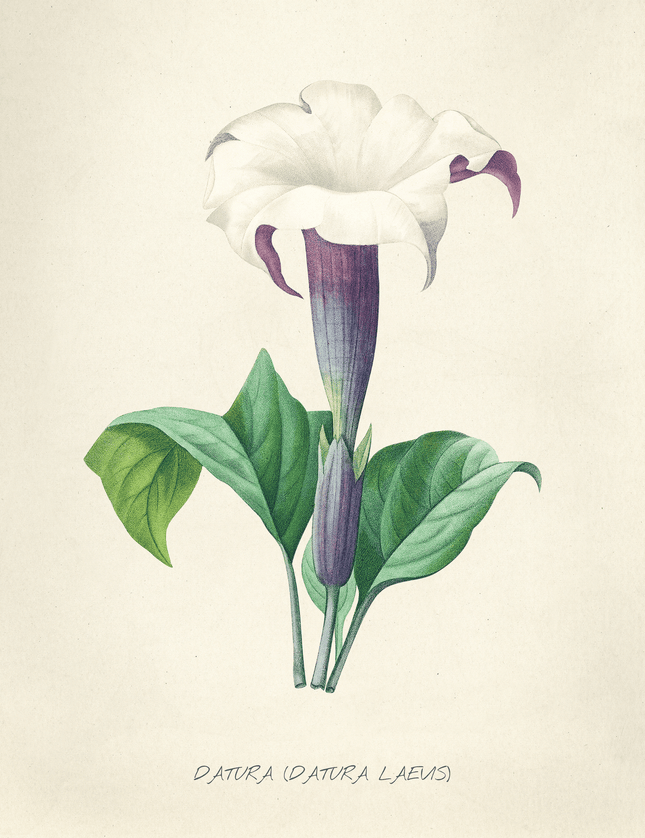 Datura Flower Botanical Illustration Vintage Art Print - Framzio