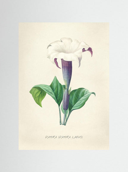 Datura Flower Botanical Illustration Vintage Art Print - Framzio