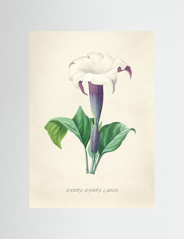 Datura Flower Botanical Illustration Vintage Art Print - Framzio