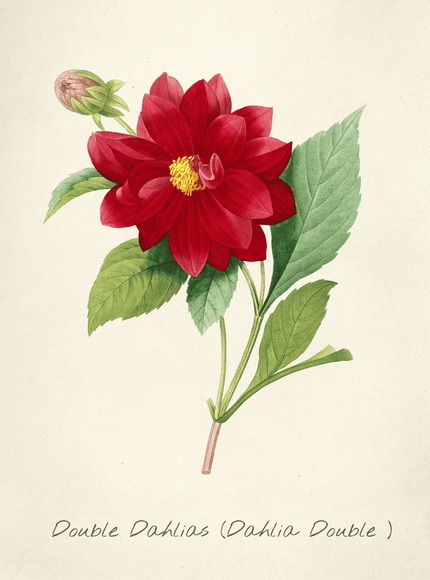 Double Dahlias Vintage Botanical Art Print - Framzio