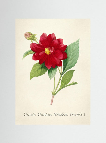 Double Dahlias Vintage Botanical Art Print - Framzio