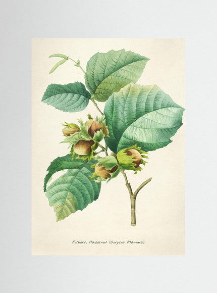 Filbert Hazelnut Botanical Print - Vintage Plant Illustration - Framzio