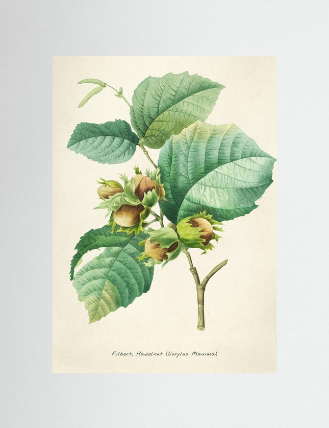 Filbert Hazelnut Botanical Print - Vintage Plant Illustration - Framzio