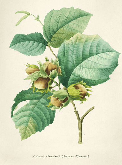 Filbert Hazelnut Botanical Print - Vintage Plant Illustration - Framzio