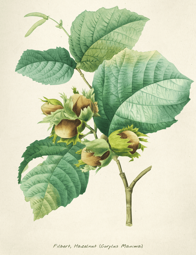 Filbert Hazelnut Botanical Print - Vintage Plant Illustration - Framzio