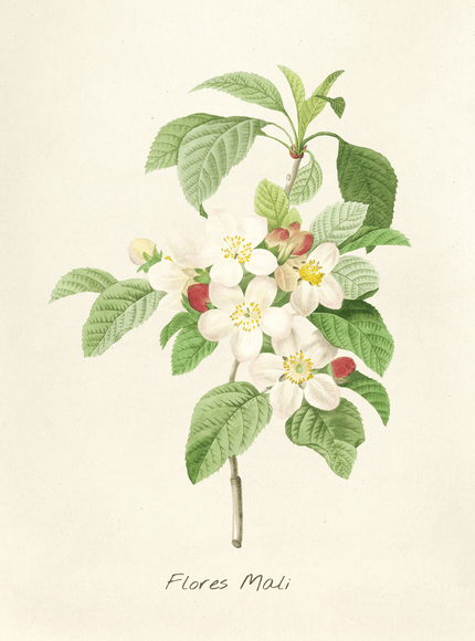 Flores Mali Apple Blossom Botanical Print - Framzio