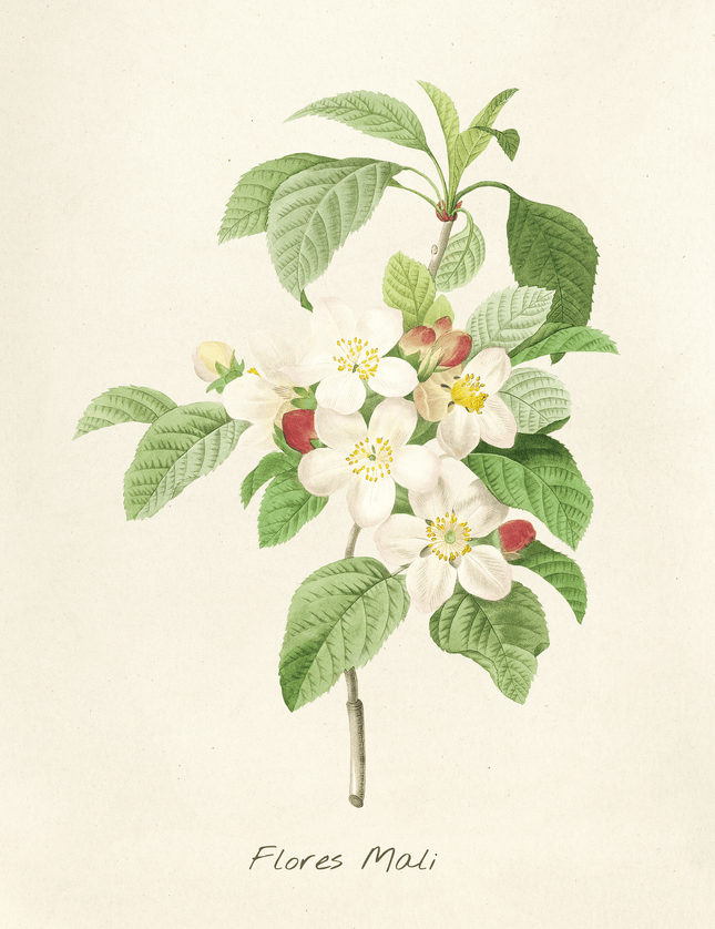 Flores Mali Apple Blossom Botanical Print - Framzio